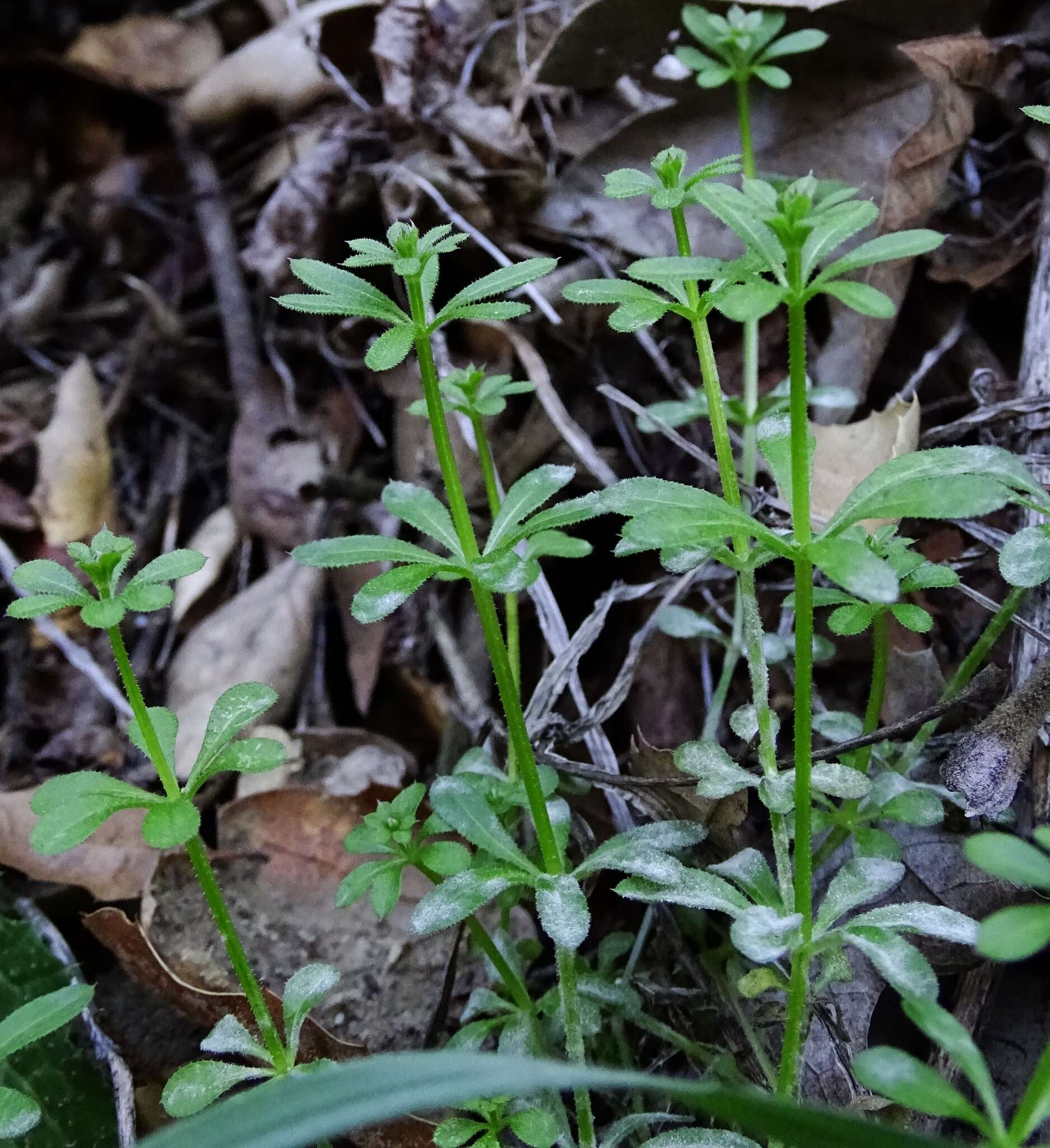 Image of Goosegrass