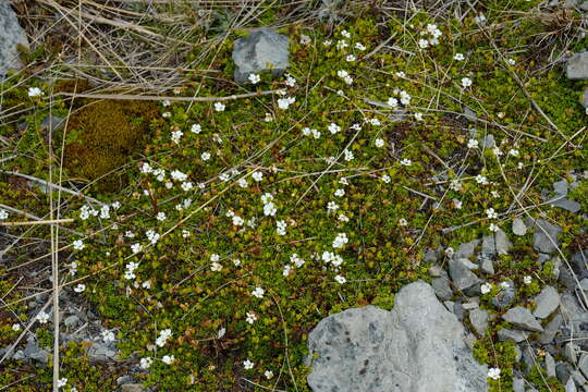 Image of Ourisia caespitosa Hook. fil.