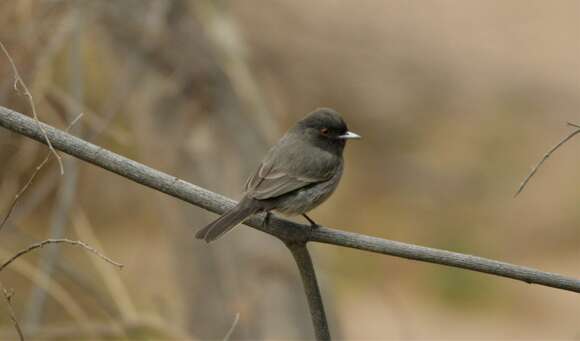 Knipolegus striaticeps (d'Orbigny & Lafresnaye 1837)的圖片