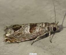 Image of Sunflower Bud Moth