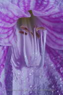 Слика од Hippeastrum reticulatum (L'Hér.) Herb.