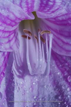 Image of Hippeastrum reticulatum (L'Hér.) Herb.