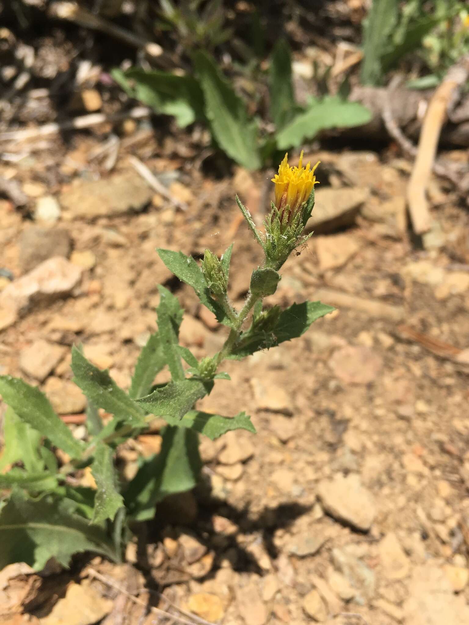 Image of Whitney's bristleweed