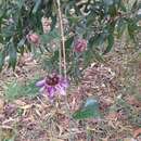 Imagem de Passiflora andreana Mast.