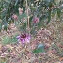 Passiflora andreana Mast.的圖片