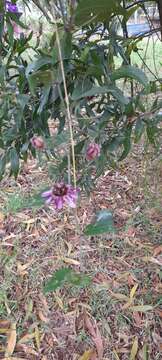 Image of Passiflora andreana Mast.
