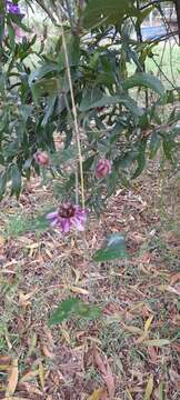 Imagem de Passiflora andreana Mast.