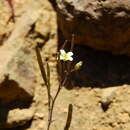 Image de Pennellia parvifolia (Phil.) Al-Shehbaz & C. D. Bailey