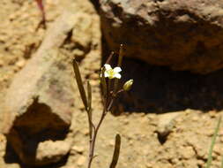 Sivun Pennellia parvifolia (Phil.) Al-Shehbaz & C. D. Bailey kuva