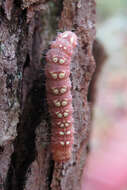 Image of Raspberry Bud Dagger Moth