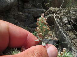 Image of Teucrium stocksianum Boiss.