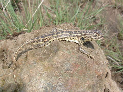 Image of Bunchgrass Lizard