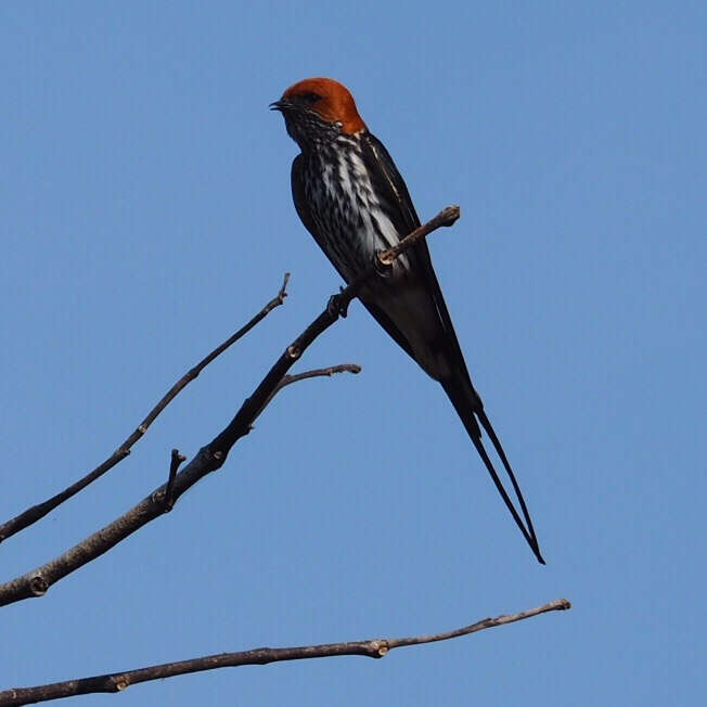 Image of Lesser Striped Swallow