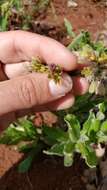 Plancia ëd Andersonglossum occidentale (A. Gray) J. I. Cohen