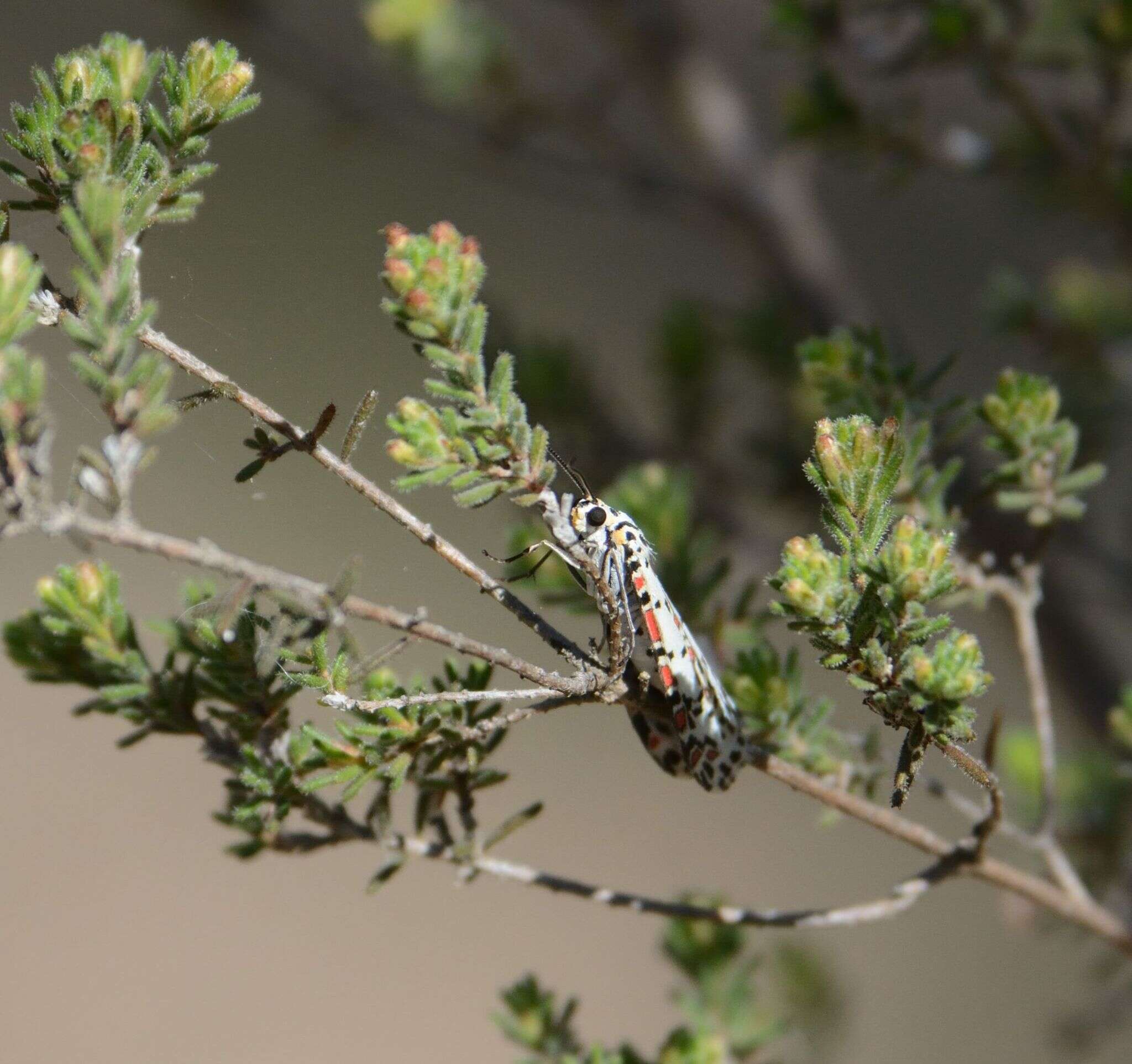 Image of Utetheisa pulchelloides Hampson 1907