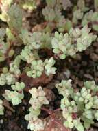 Image of Portulaca hereroensis Schinz