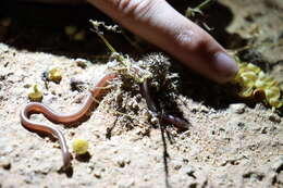 Image of Prong-snouted Blind Snake