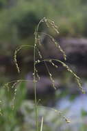 Image of Rattlesnake manna grass