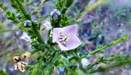 Image of Cyanothamnus coerulescens subsp. coerulescens