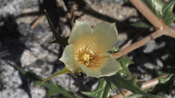 Image of hairy blazingstar