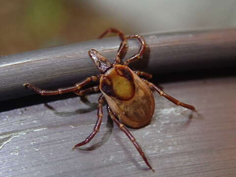 Слика од Ixodes acutitarsus (Karsch 1880)