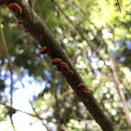 Image of Anthracophyllum discolor (Mont.) Singer 1951