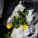 Image of Potentilla brauniana