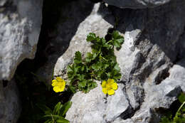 Image of Potentilla brauniana