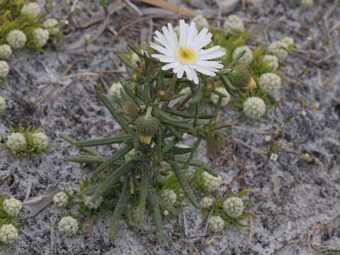 Image of Asteridea pulverulenta Lindl.