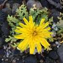 Image of Philbrick's desertdandelion