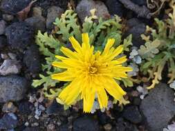 Image of Philbrick's desertdandelion