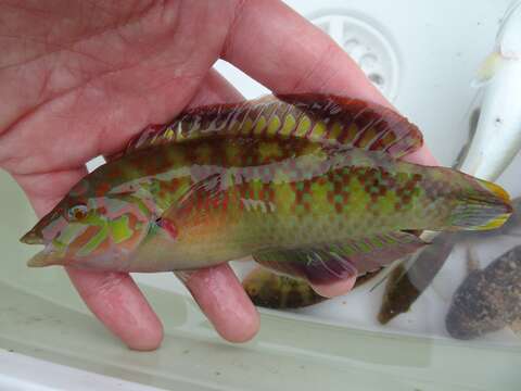 Image of Bubblefin Wrasse