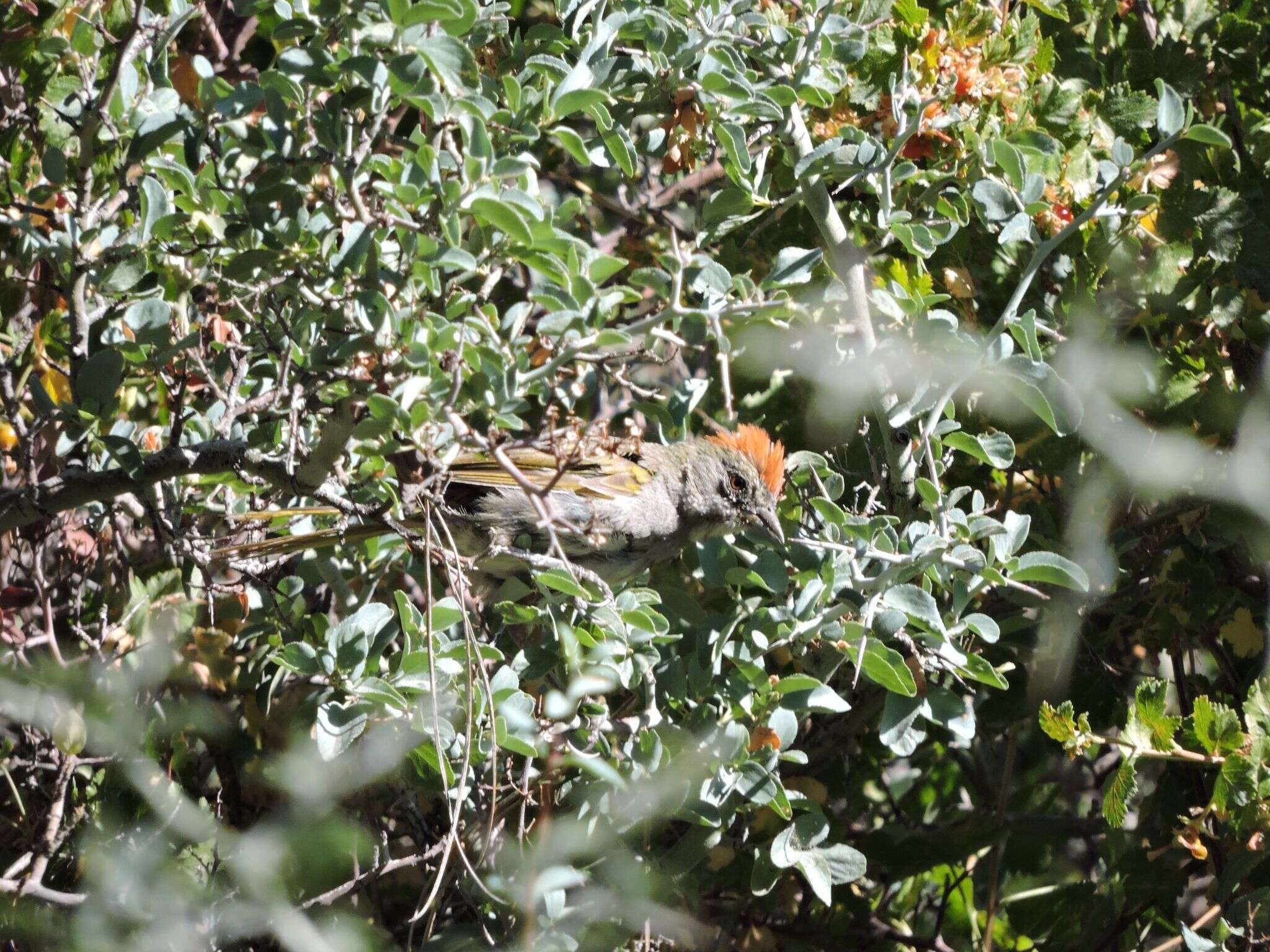 Image of Green-tailed Towhee