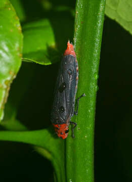 Image of Aulacizes quadripunctata (Germar 1821)