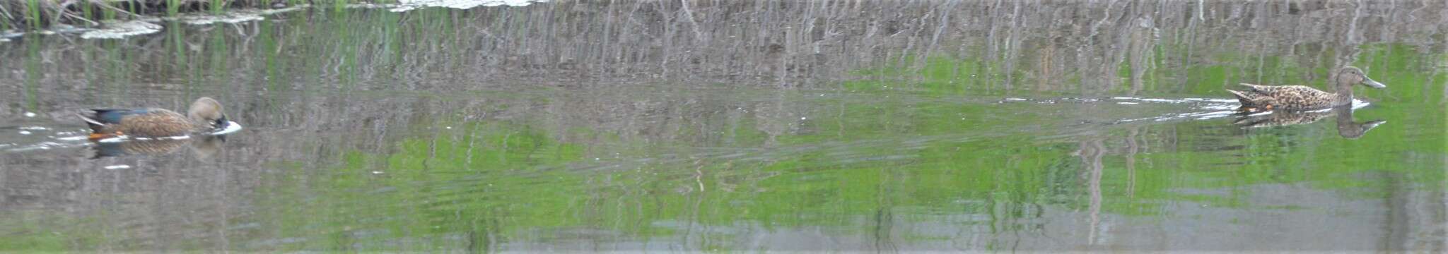 Image of Cape Shoveler