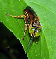 Image of Tachytes tricinctus (Fabricius 1804)