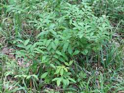 Image of Vaccinium arctostaphylos L.