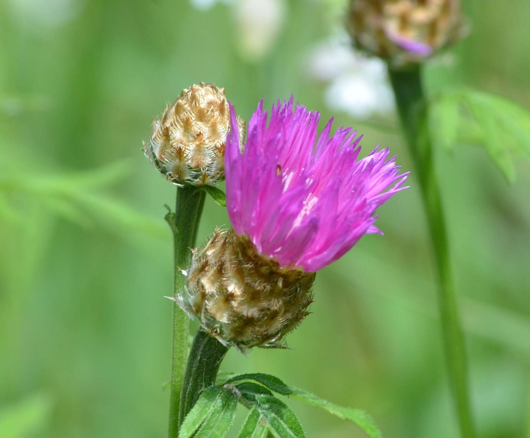 Слика од Centaurea decipiens Thuill.