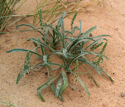 Image of Plantago cylindrica Forssk.