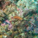 Image of Mediterranean orange polyclad worm