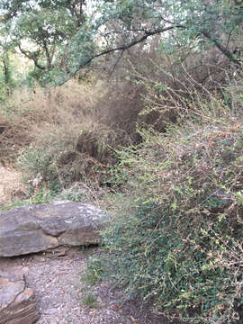 صورة Ligustrum quihoui Carrière