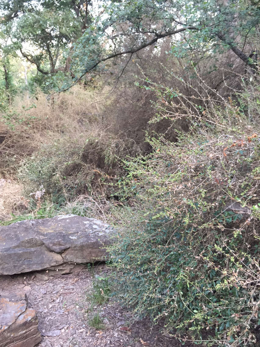 صورة Ligustrum quihoui Carrière