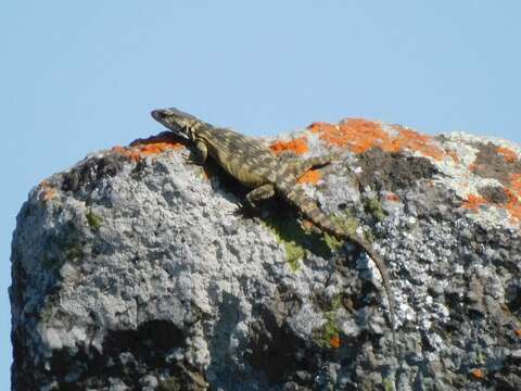 Image de Lézard des rochers du Drakensberg