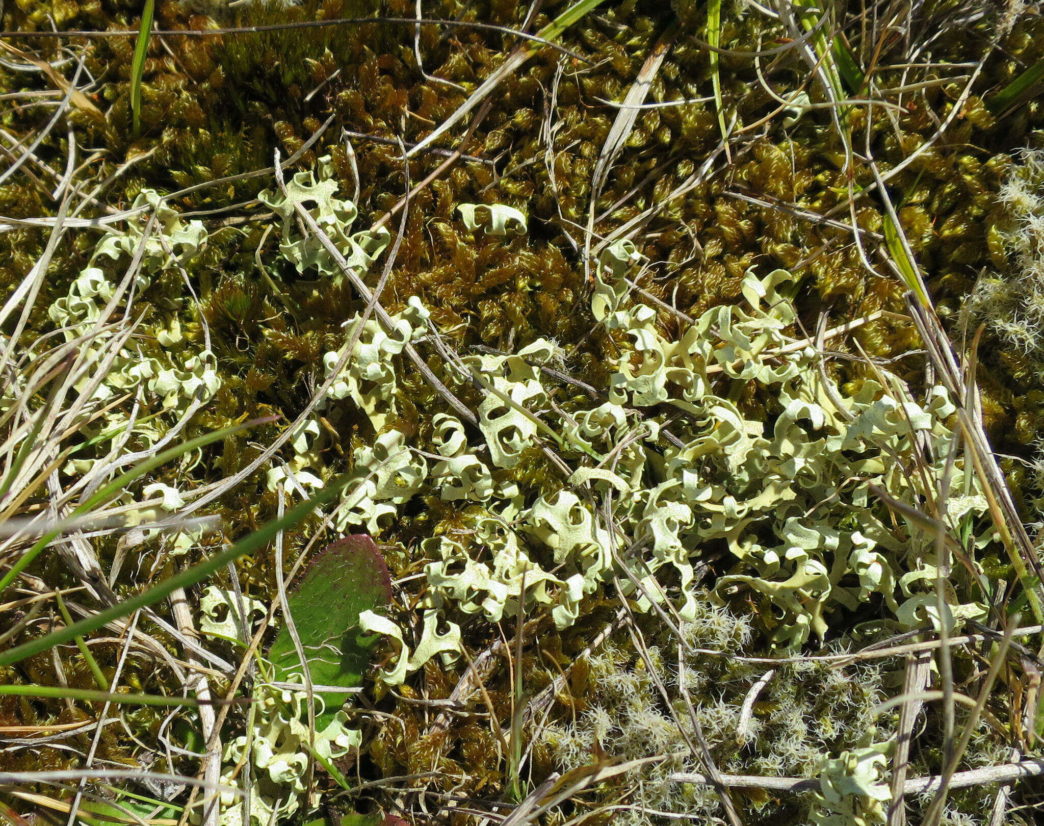 Image of Resurrection lichen