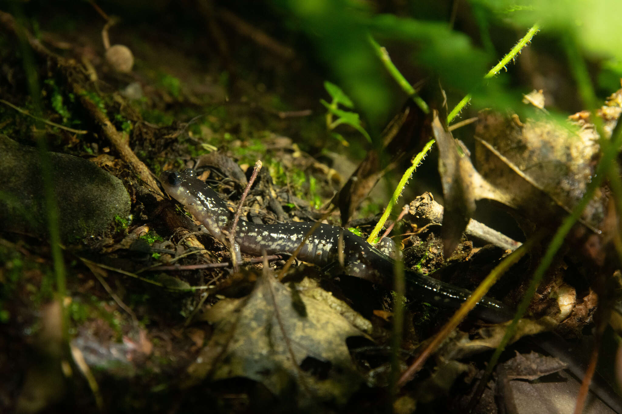 Image of White-spotted Salamander
