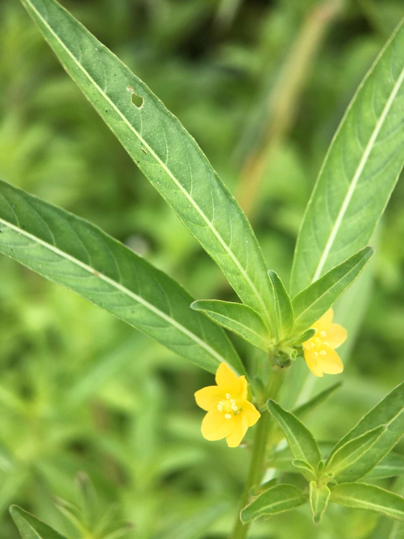 صورة Ludwigia epilobioides Maxim.