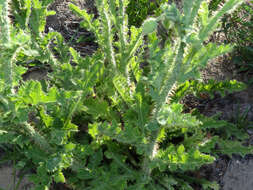 Image of Orange poppy