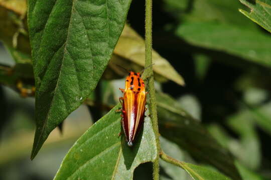 Image de <i>Semiotus intermedius</i>