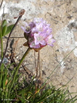 Image of Armeria maritima subsp. andina (Poeppig ex Boiss.) D. M. Moore & Yates