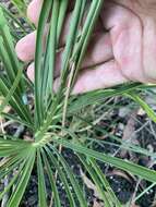 Image of Macrozamia lomandroides D. L. Jones